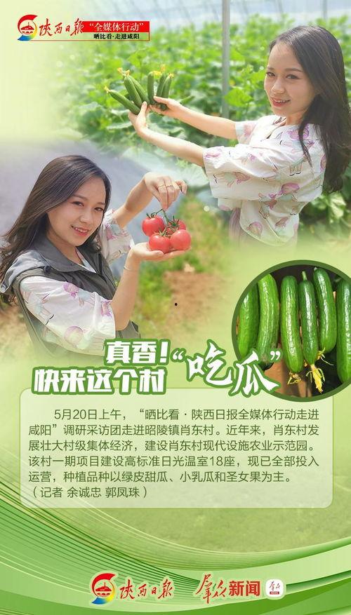 真香吃瓜小说全文阅读免费,揭秘娱乐圈背后的秘密与爱情纠葛